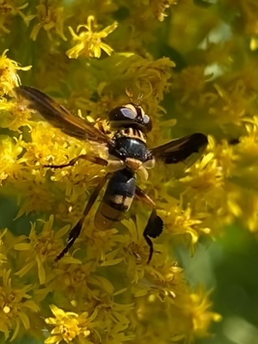 Trichopoda indivisa