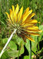 Berkheya zeyheri zeyheri
