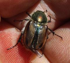 Stegopterus vittatus