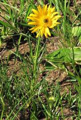 Berkheya zeyheri zeyheri