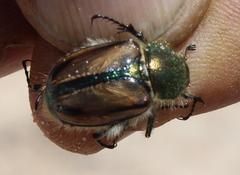 Stegopterus vittatus