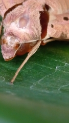 Protambulyx strigilis