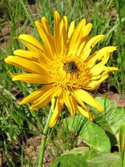 Berkheya zeyheri zeyheri