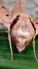 Protambulyx strigilis