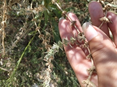 Marrubium peregrinum