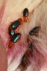 Chirodica