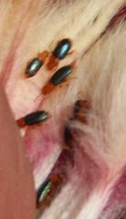 Chirodica