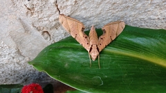 Protambulyx strigilis