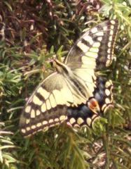 Papilio machaon