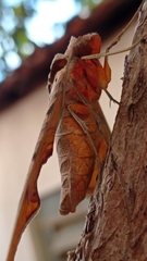 Protambulyx strigilis