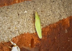 Draeculacephala antica