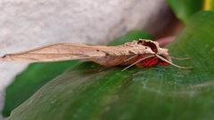 Protambulyx strigilis