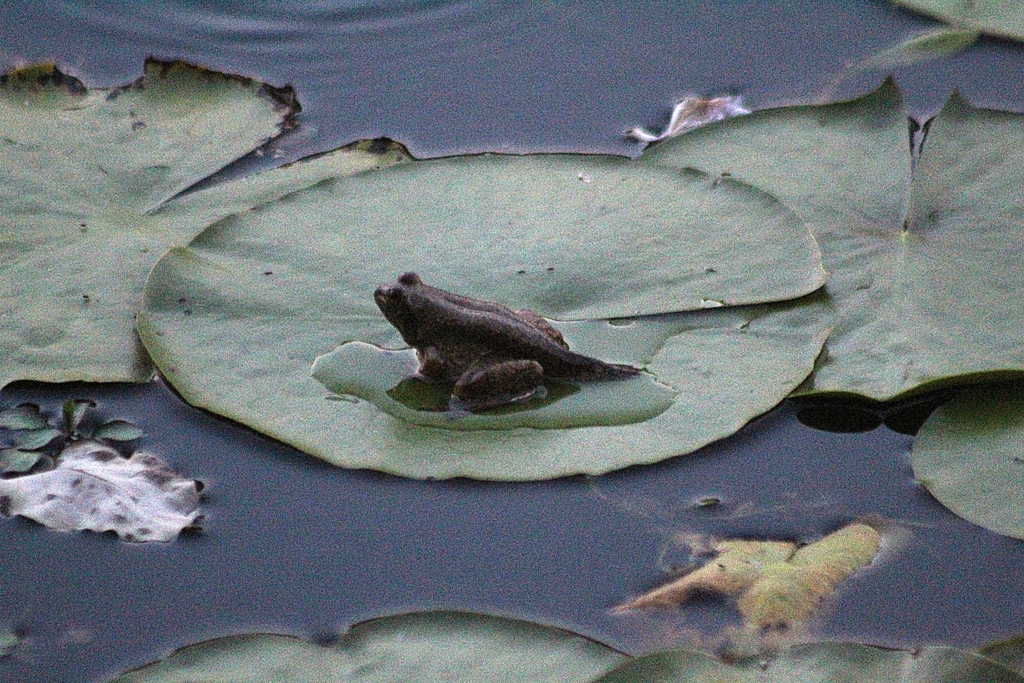 American Bullfrog from North Arlington, Arlington, TX, USA on August 28, 2021 at 0857 PM by