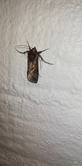 Abrostola tripartita
