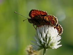 Melitaea arduinna