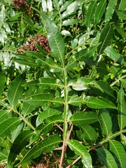 Rhus copallinum