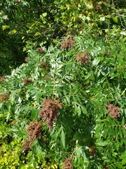 Rhus copallinum