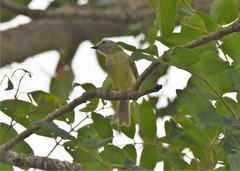 Myiopagis gaimardii