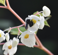 Bombus mexicanus