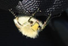 Stegopterus vittatus