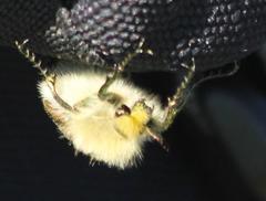 Stegopterus vittatus