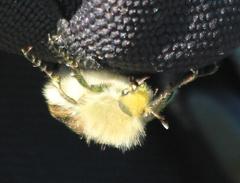 Stegopterus vittatus