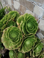Aeonium canariense