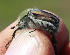 Stegopterus vittatus