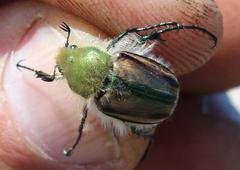 Stegopterus vittatus