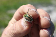 Stegopterus vittatus