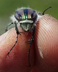 Stegopterus vittatus