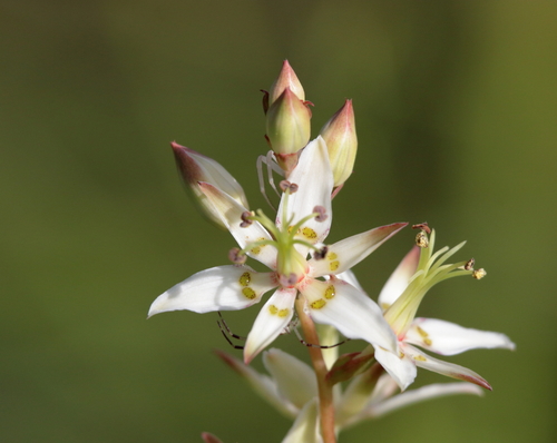 Image of Zigadenus glaberrimus by (c) Kim, some rights reserved (CC BY)