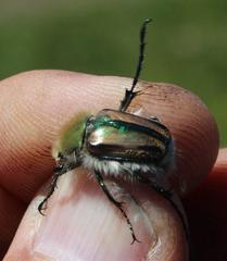 Stegopterus vittatus