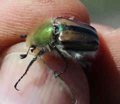 Stegopterus vittatus