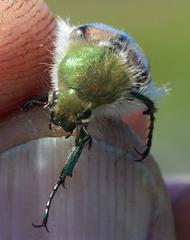 Stegopterus vittatus