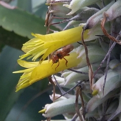 Trigona chanchamayoensis