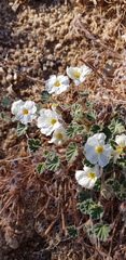Monsonia parvifolia