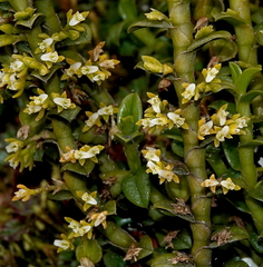 Fernandezia crystallina