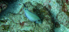 Acanthurus chirurgus