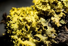 Vulpicida juniperinus