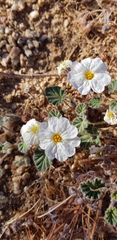 Monsonia parvifolia