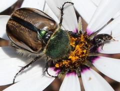 Stegopterus vittatus