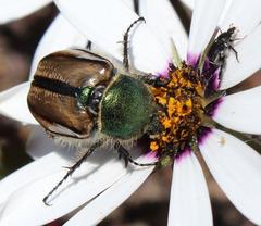Stegopterus vittatus