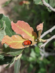 Urodera dilaticollis