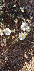 Monsonia parvifolia