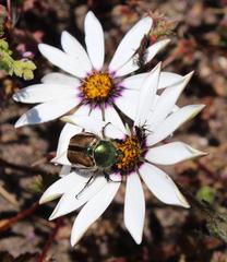 Stegopterus vittatus
