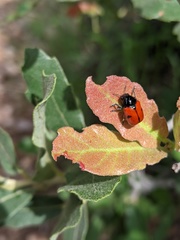 Urodera dilaticollis