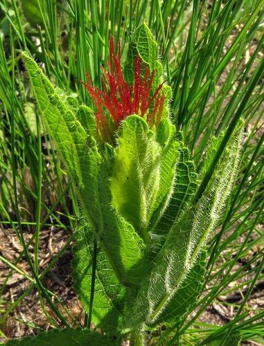 Acalypha punctata var. punctata image