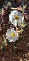 Monsonia parvifolia