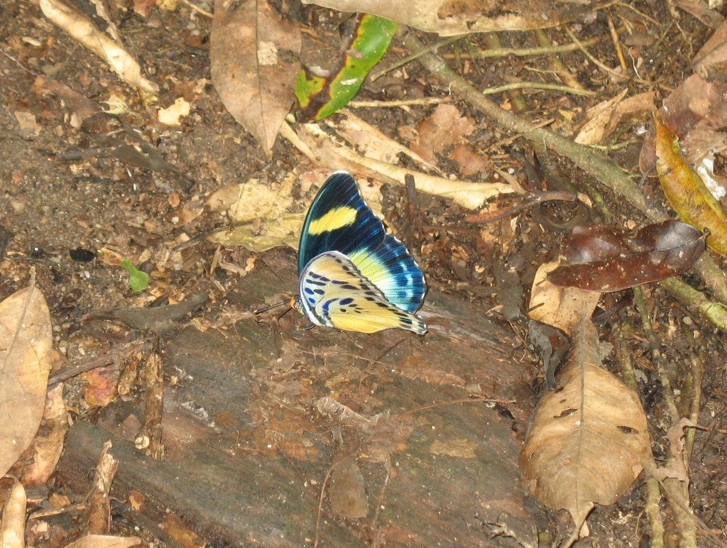 Euphaedra demeter